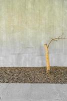 dried tree decorate with concrete wall photo