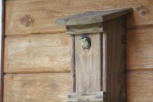 Chick Tit looking out of birdhouse photo