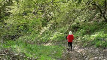 mulher feminina de visão estática caminha até o topo da colina e usa bastões nórdicos para resistência ao ar livre na natureza da primavera com panorama de fundo em branco lindo céu azul video