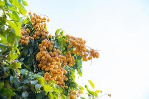 Longan fruit in the farmer's farm which has a lot of fruit on the longan tree in Chiang Mai THAILAND photo