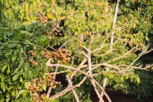 Longan fruit in the farmer's farm which has a lot of fruit on the longan tree in Chiang Mai THAILAND photo