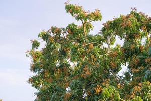 Longan fruit in the farmer's farm which has a lot of fruit on the longan tree in Chiang Mai THAILAND photo