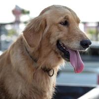 lengua de cara de perro golden retriever. foto