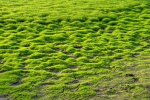 Fresh green moss in the marsh. photo
