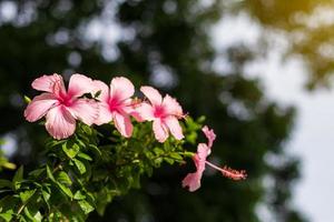 Low view, beautiful pink hibiscus flowers during the day. photo