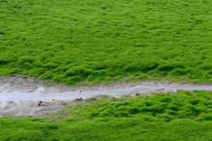 fondo de hierba de musgo verde y vía fluvial. foto