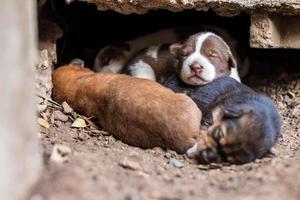 Thai puppies are lying on the ground under the concrete floor. photo