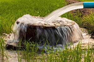 Water flows from a pipe to a round basin in green rice fields.