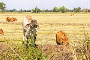 Cattle graze on fields covered with straw. photo