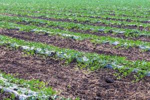 Watermelon plantation background in rows. photo