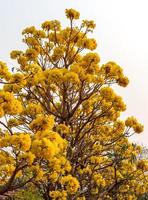 Pridiyathorn yellow flowers are beautiful. photo