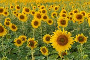 Many sunflowers bloom beautifully in a wide field. photo