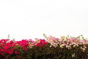 aislado con hermosas flores de buganvillas. foto