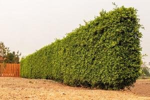 Close up view of a low fence bushes on the ground. photo