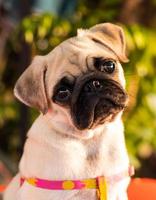 Pug puppy with funny crumpled face. photo