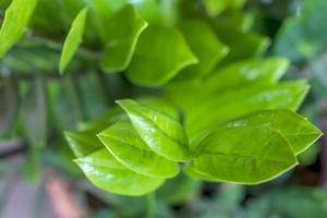 Zamioculcas zamiifolia, Zanzibar Gem. photo