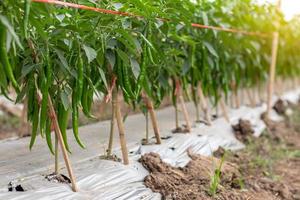 Close to many green chilli crops. photo