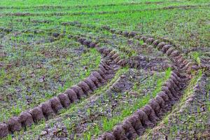 Traces of wheels on the ground with rice seedlings. photo