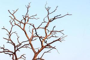 Close-up of dead dry branches. photo