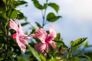 Pink hibiscus flowers with blurred scenes. photo