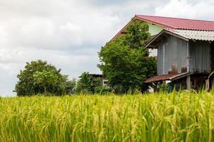 Low view, house with blurred rice. photo