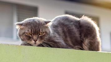 Large gray cat crouched on a fence wall. photo