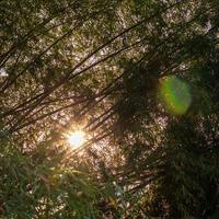 Bamboo branches with sunlight shining through. photo