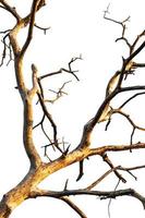 Isolate close-up of dry branches. photo
