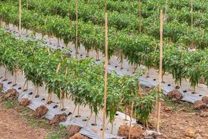 Close-up of many chilli cultivation rows. photo