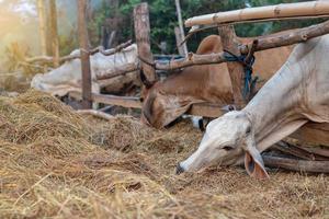 Thai cows in a wooden enclosure eating rice straw. photo