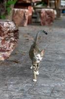 Thai patterned gray cat walking on the floor. photo