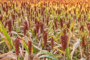 el sorgo, que está maduro, está rojo, esperando la cosecha. foto