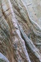 Close-up of a large tree trunk background. photo