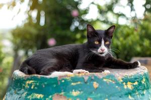 A black and white cat lay staring with the green light bokeh. photo