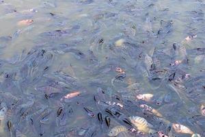 Many freshwater tilapia swim in the water. photo