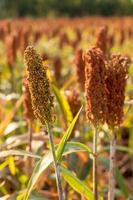 Close up shot of red sorghum in the garden. photo