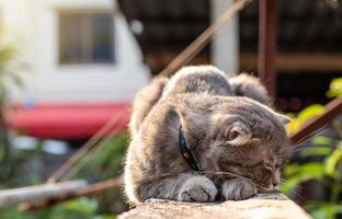 Gray Thai cat crouched on a concrete wall near the house. photo