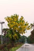 árbol de lluvia dorada al lado de un camino rural. foto