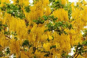 casia fístula, árbol de la lluvia dorada. foto