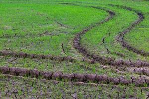 Traces of wheels on the ground with rice seedlings. photo