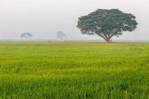 Large trees in rice fields and fog. photo