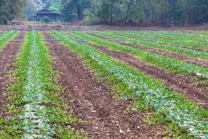 Watermelon cultivation areas near rural villages. photo