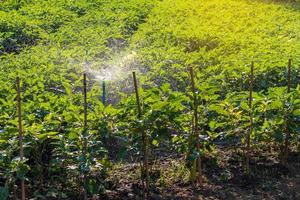 Eggplant field crops with water spraying systems. photo