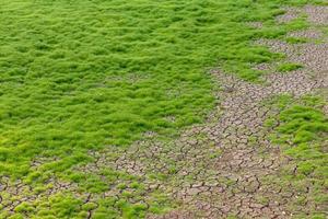 Background with moss grass and cracked soil. photo