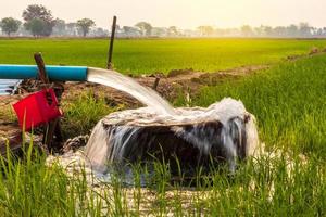 Water flows from a pipe to a round basin in green rice fields. photo