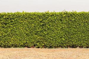 A wall of fences from many dense green foliage. photo