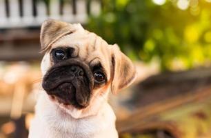 Pug puppy with funny crumpled face. photo