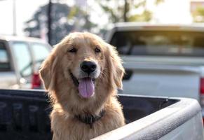 Golden Retriever sitting in the car. photo