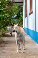 perro blanco cremoso tailandés parado al lado de la casa. foto