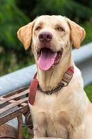 Thai dog, cream color, tongue out, panting. photo